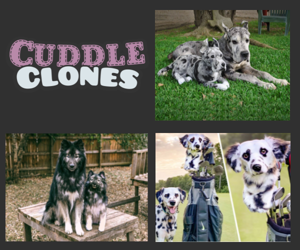 cuddle clones deutsch